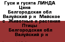 Гуси и гусята ЛИНДА › Цена ­ 230 - Белгородская обл., Валуйский р-н, Майское с. Животные и растения » Птицы   . Белгородская обл.,Валуйский р-н